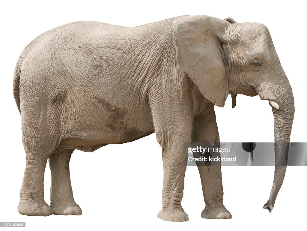 A lonely looking elephant all by himself
