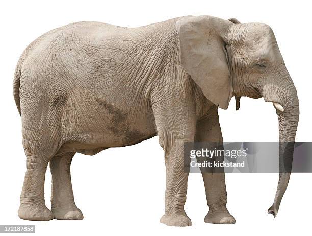 a lonely looking elephant all by himself - elephant stock pictures, royalty-free photos & images