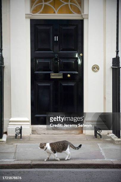 Larry The Downing Street Cat Outside No 11 Today. 21-March-2012