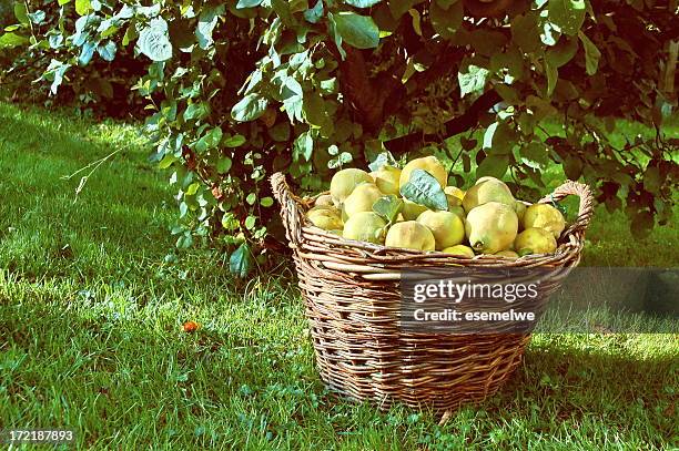 quinces - pear tree stock pictures, royalty-free photos & images