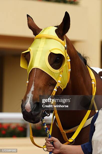 horse head with blinders - blinder stock pictures, royalty-free photos & images