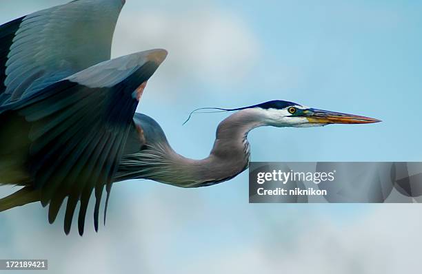 blue heron flight - blue heron stock pictures, royalty-free photos & images