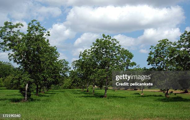 Pecan Tree Spring Bloom 315 Pecan Tree Stock Photos, High-Res Pictures, and Images - Getty Images