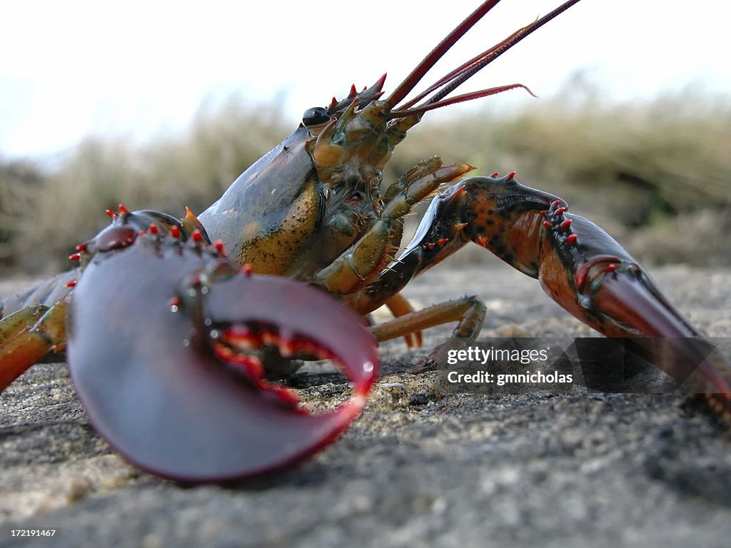 Close-up of a lobster on a rocky surface