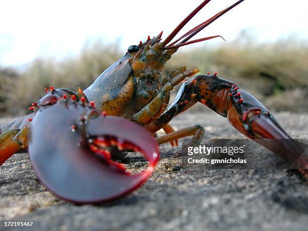 477 Animated Lobster Photos and Premium High Res Pictures - Getty Images