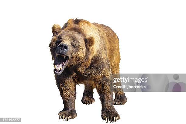 grizzly bear isolated - bear roar stock pictures, royalty-free photos & images