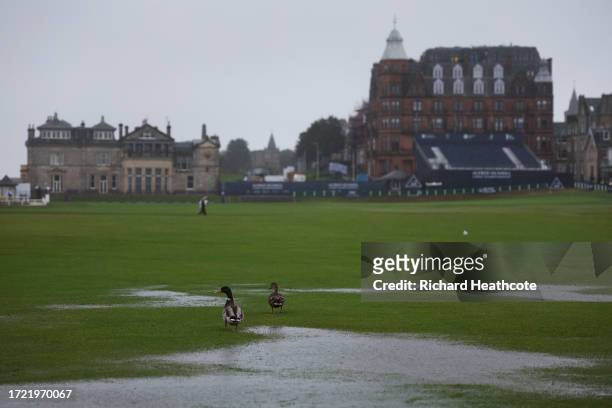 Ducks walk on a flooded section of the course following rainfall ahead of Day Three of the Alfred Dunhill Links Championship at the Old Course St....