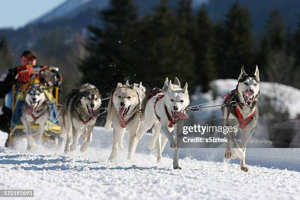 classic sled - eskimo dog stock pictures, royalty-free photos & images