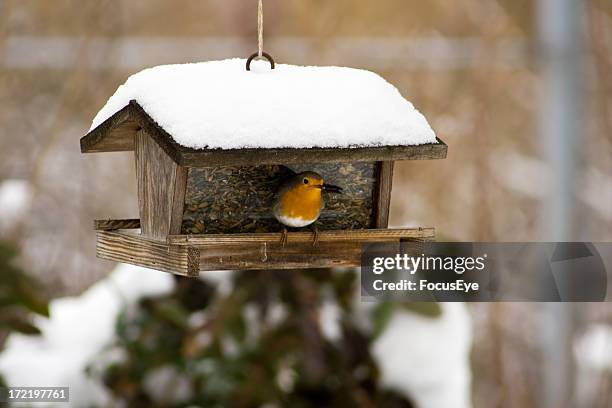 vögel feeder - vogelfutterspender stock-fotos und bilder