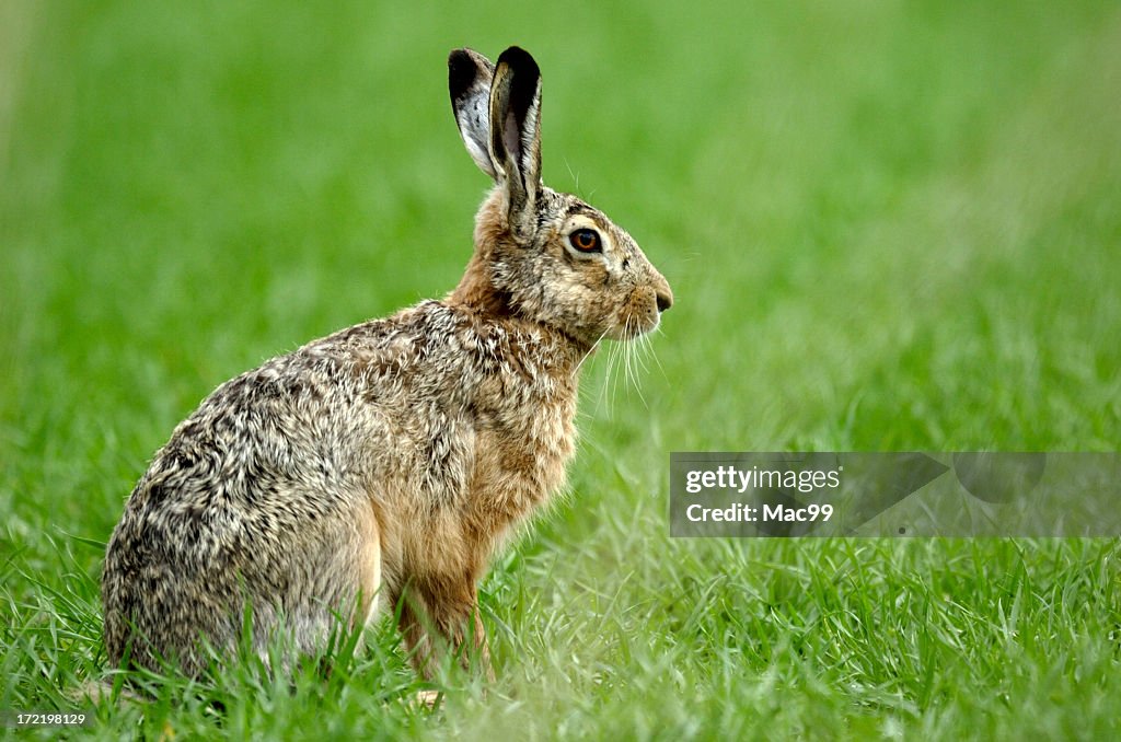 Hare looking alert in the field