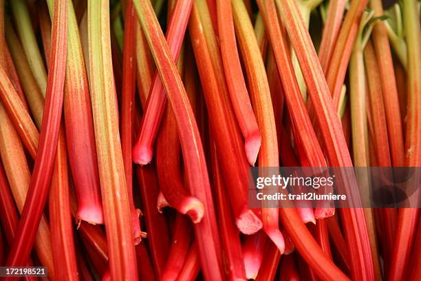 an extensive array of ripe red rhubarb stalks - rabarber stockfoto's en -beelden