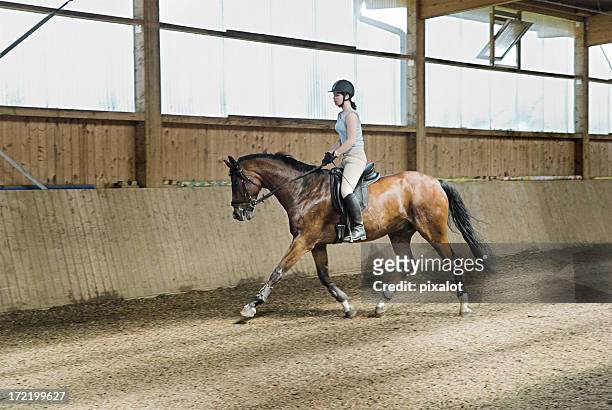 training - horse riding stockfoto's en -beelden