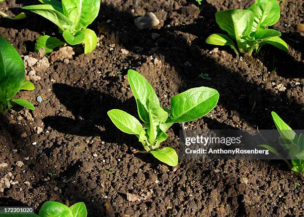 plant life - matjord bildbanksfoton och bilder