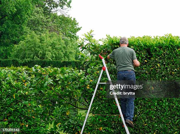 senior man cutting  laurel hedge in springtime - hedge trimming stockfoto's en -beelden