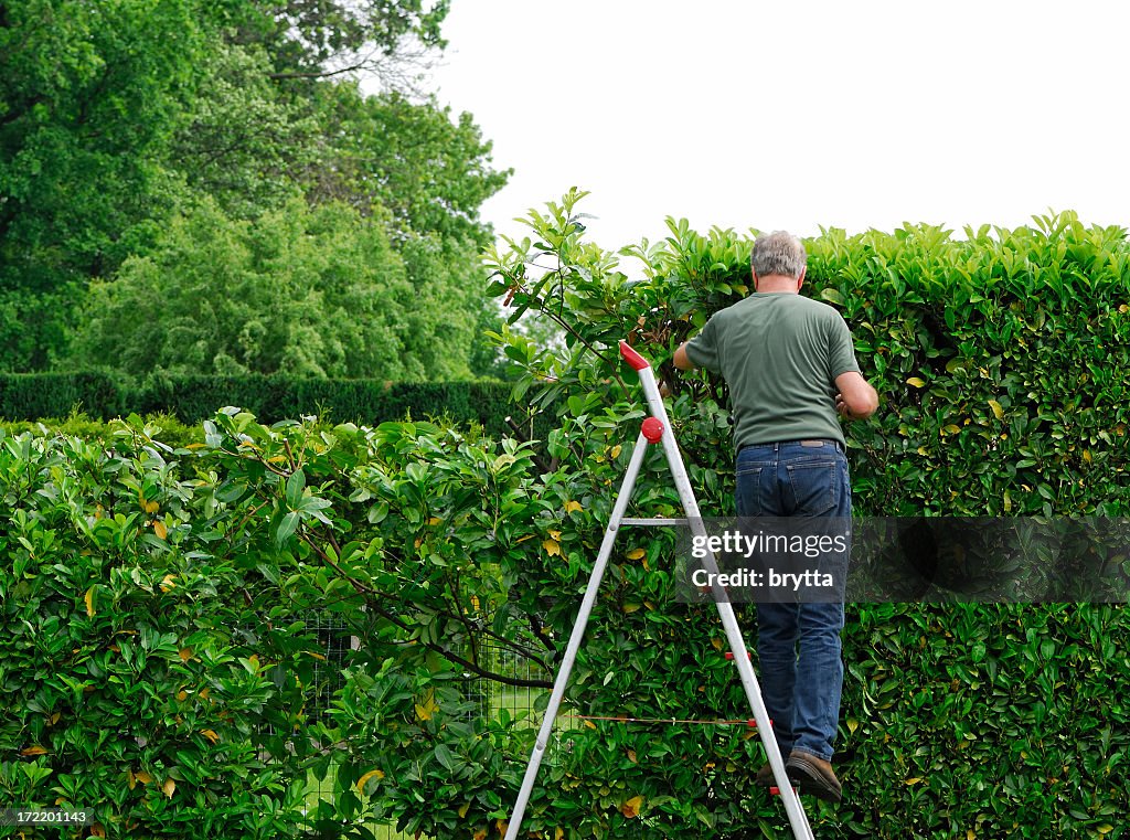 Senior man cutting laurel hedge in springtime