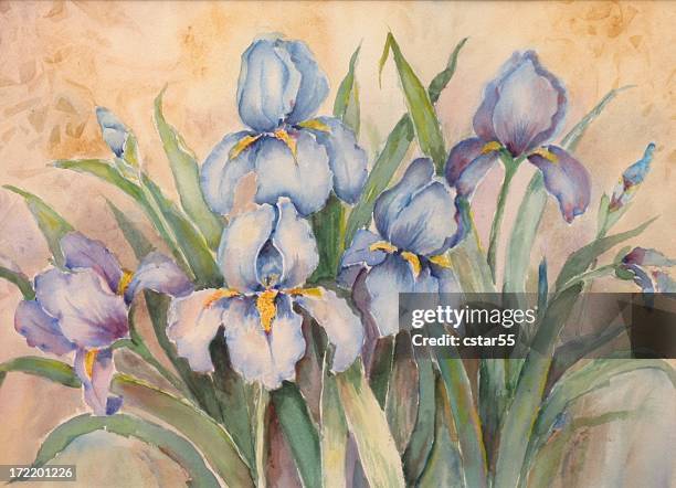 blue irises watercolor painting - iris watercolor paintings stock illustrations