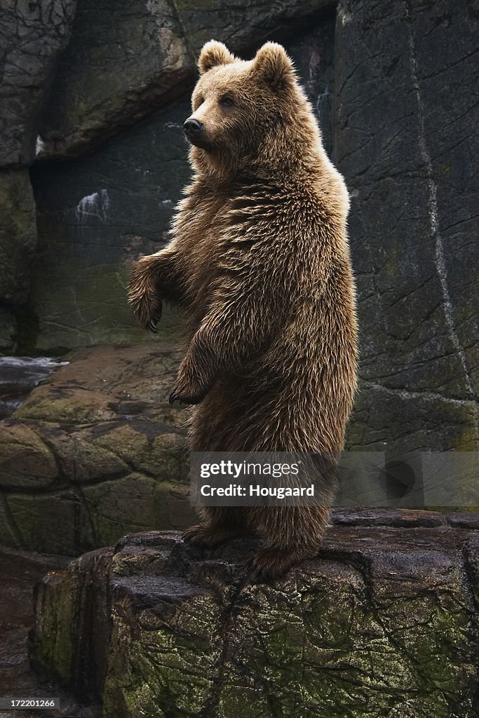 Brown bear standing