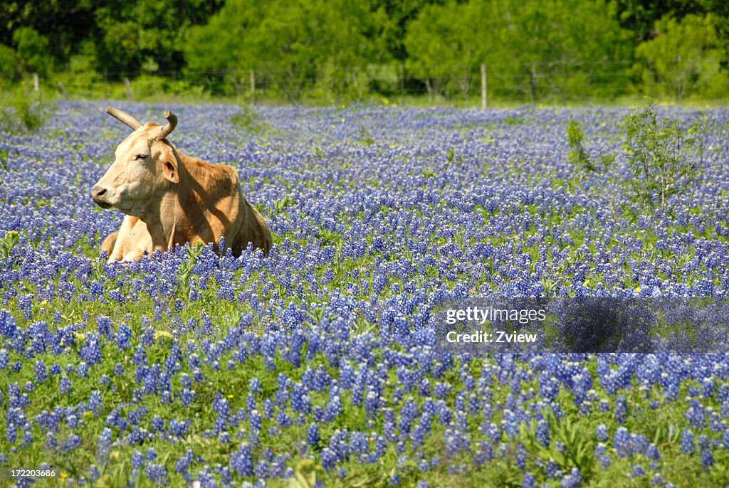 Single Cow Resting In A Field Of Texas Bluebonnet Wildflowers