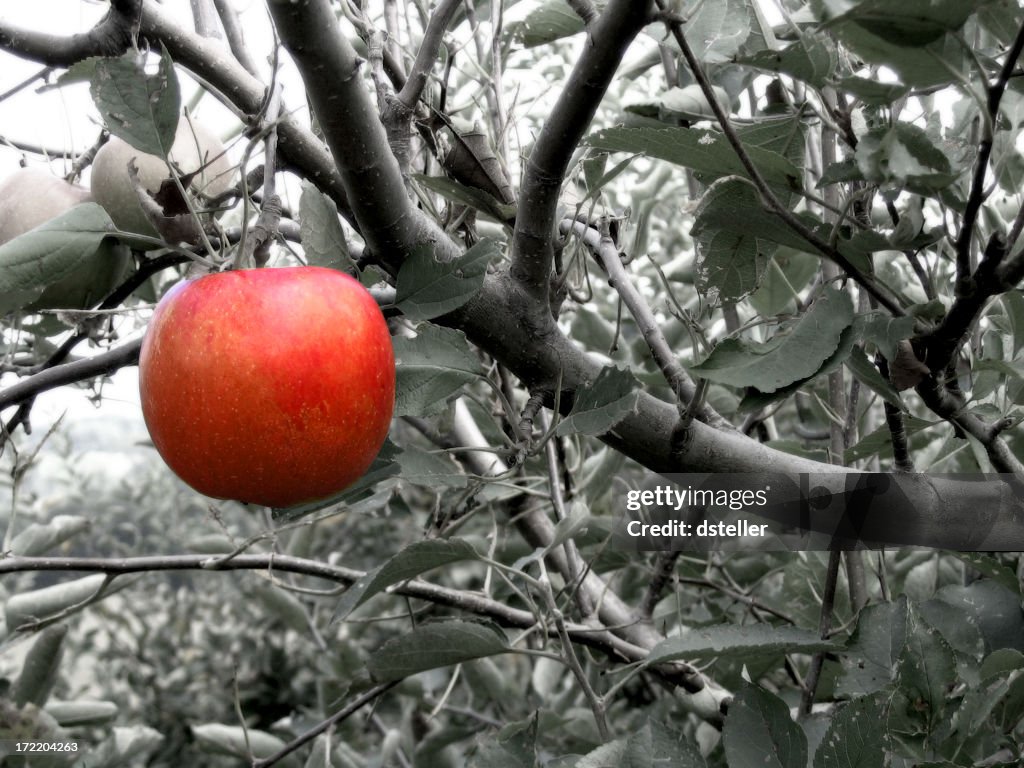 Verbotene-Fruit