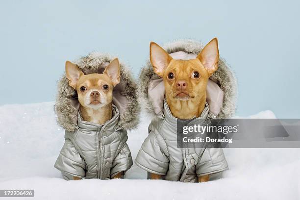 two chihauhaus wearing winter coats - winter coats stockfoto's en -beelden