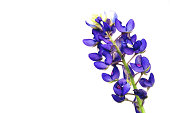 bluebonnet wildflower