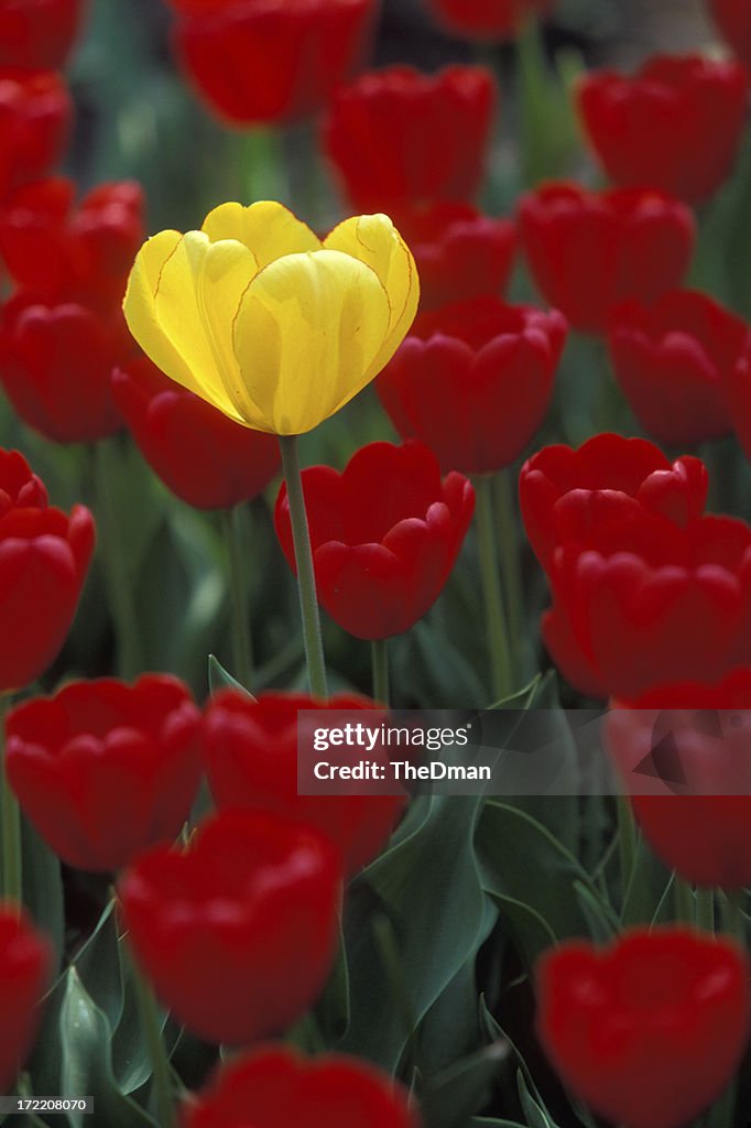 Yellow tulip in a sea of red