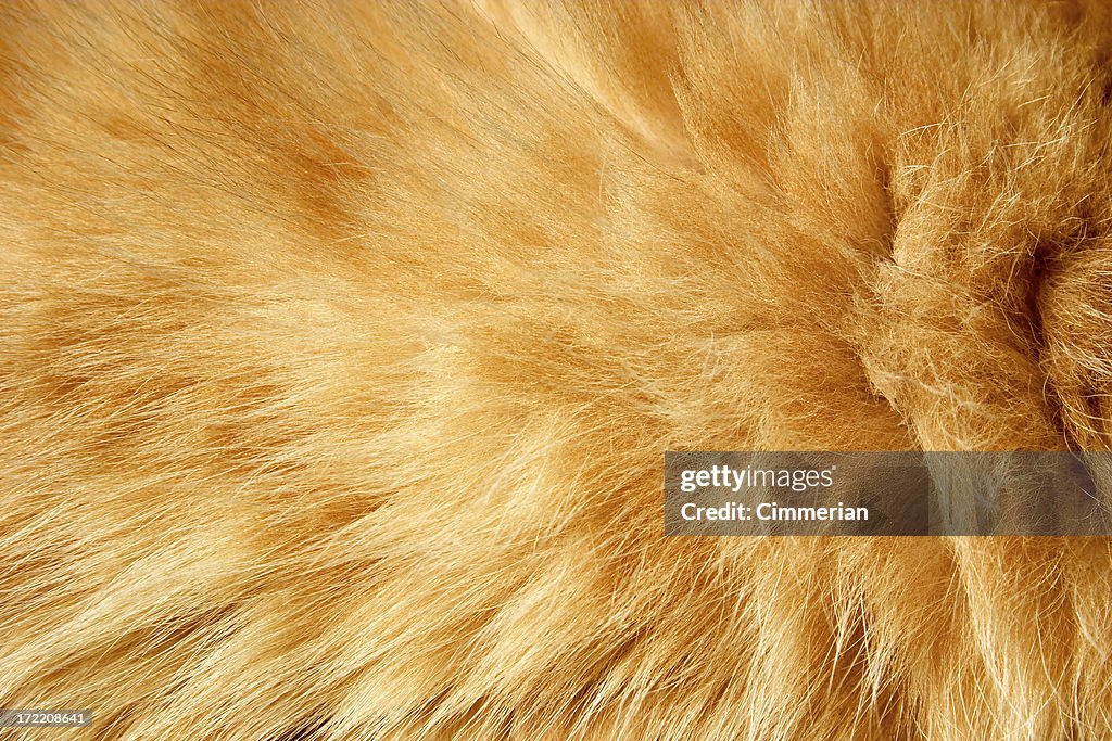 Fur texture