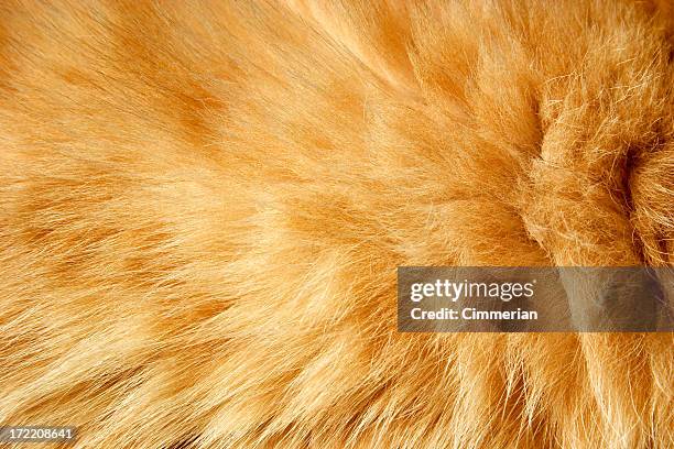 fur texture - djurhår bildbanksfoton och bilder