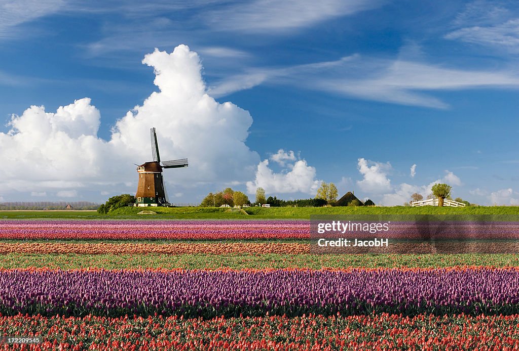 Dutch Spring Background Dutch Spring Landscape High-Res Stock Photo - Getty Images