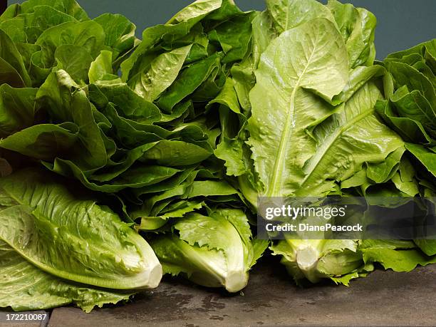 cos lettuce - romaine lettuce 個照片及圖片檔