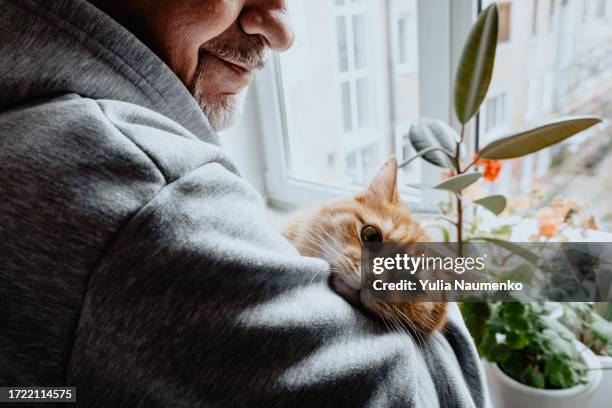 ginger cat in human hands. - hairy old man fotografías e imágenes de stock