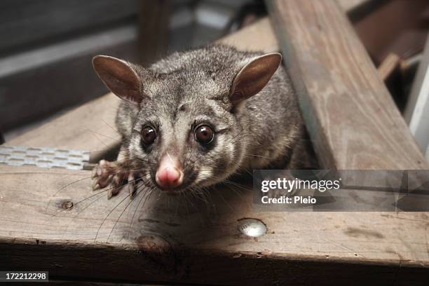 possum in the rafters looking down - opossum stockfoto's en -beelden