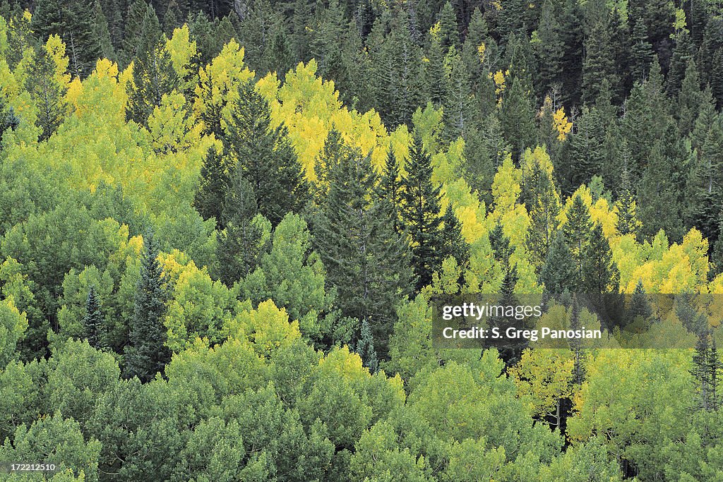 Autumn Trees