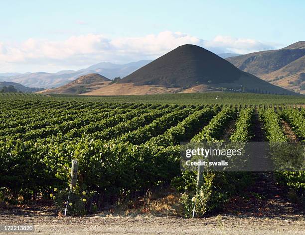 vineyard 2 - san luis obispo californië stockfoto's en -beelden