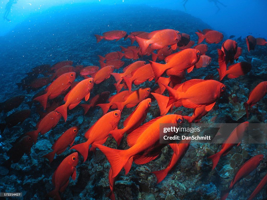 School of Bigeye