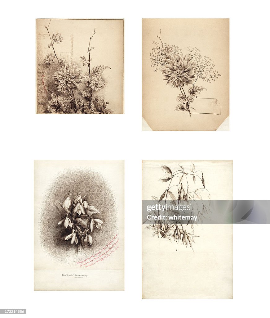 Victorian  /  Edwardian flower illustrations