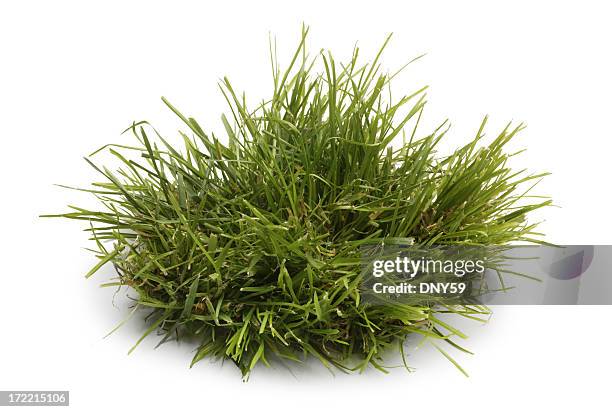 tuft de hierba aislado sobre un fondo blanco - hierba familia de la hierba fotografías e imágenes de stock