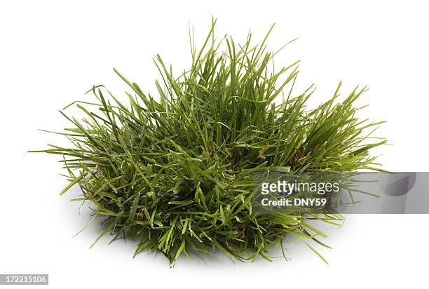 tuft di erba isolato su sfondo bianco - grass foto e immagini stock