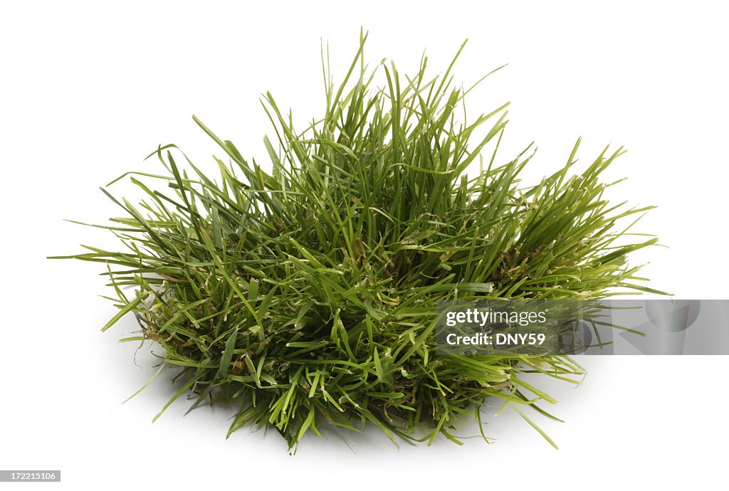 Tuft of Grass Isolated On A WHite Background