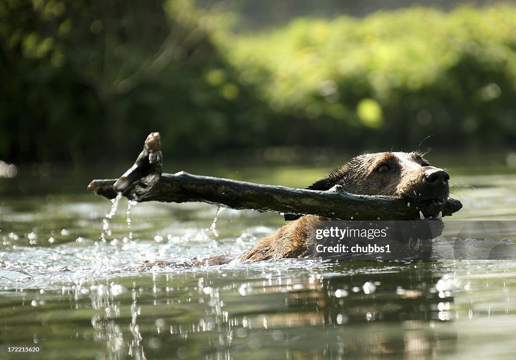 Cão de Natação