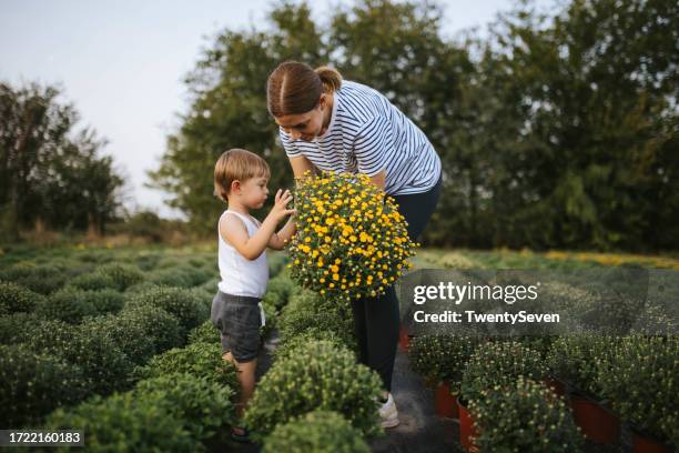 my little helper - chrysanthemum stock pictures, royalty-free photos & images