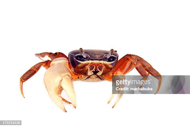 cangrejo - crab fotografías e imágenes de stock