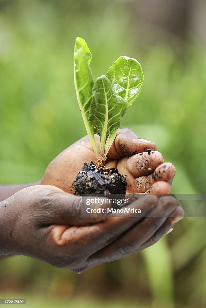 Swiss Chard Seedling in Hand