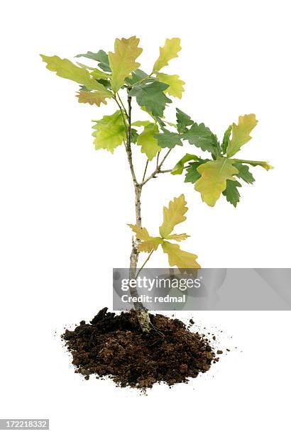 young oak - jong boompje stockfoto's en -beelden