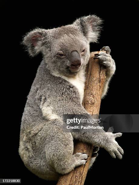 coala - koala - fotografias e filmes do acervo