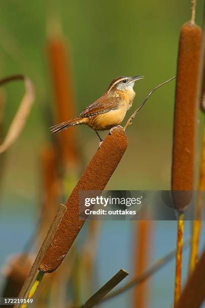 carolina wren perched within a bunch of cattails in a lake - north carolina v south carolina stock pictures, royalty-free photos & images