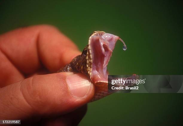 venon - nocivo descripción física fotografías e imágenes de stock