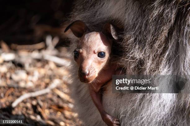 baby kangaroo in its mother pouch in tasmania - joey kangaroo stock pictures, royalty-free photos & images