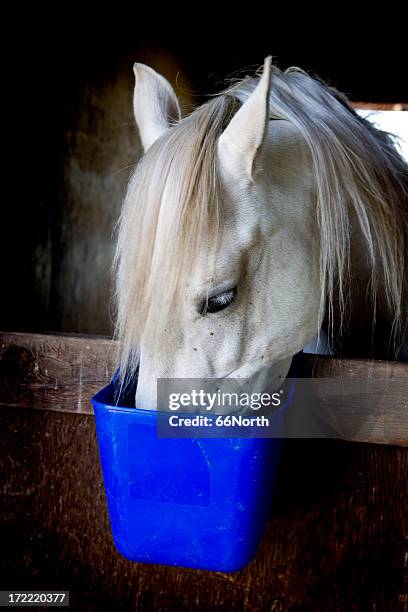 the feeder horse eating hungry feed barn - feeding stock pictures, royalty-free photos & images