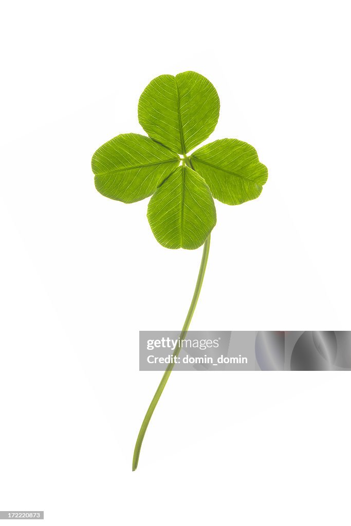 Four leaves clover isolated